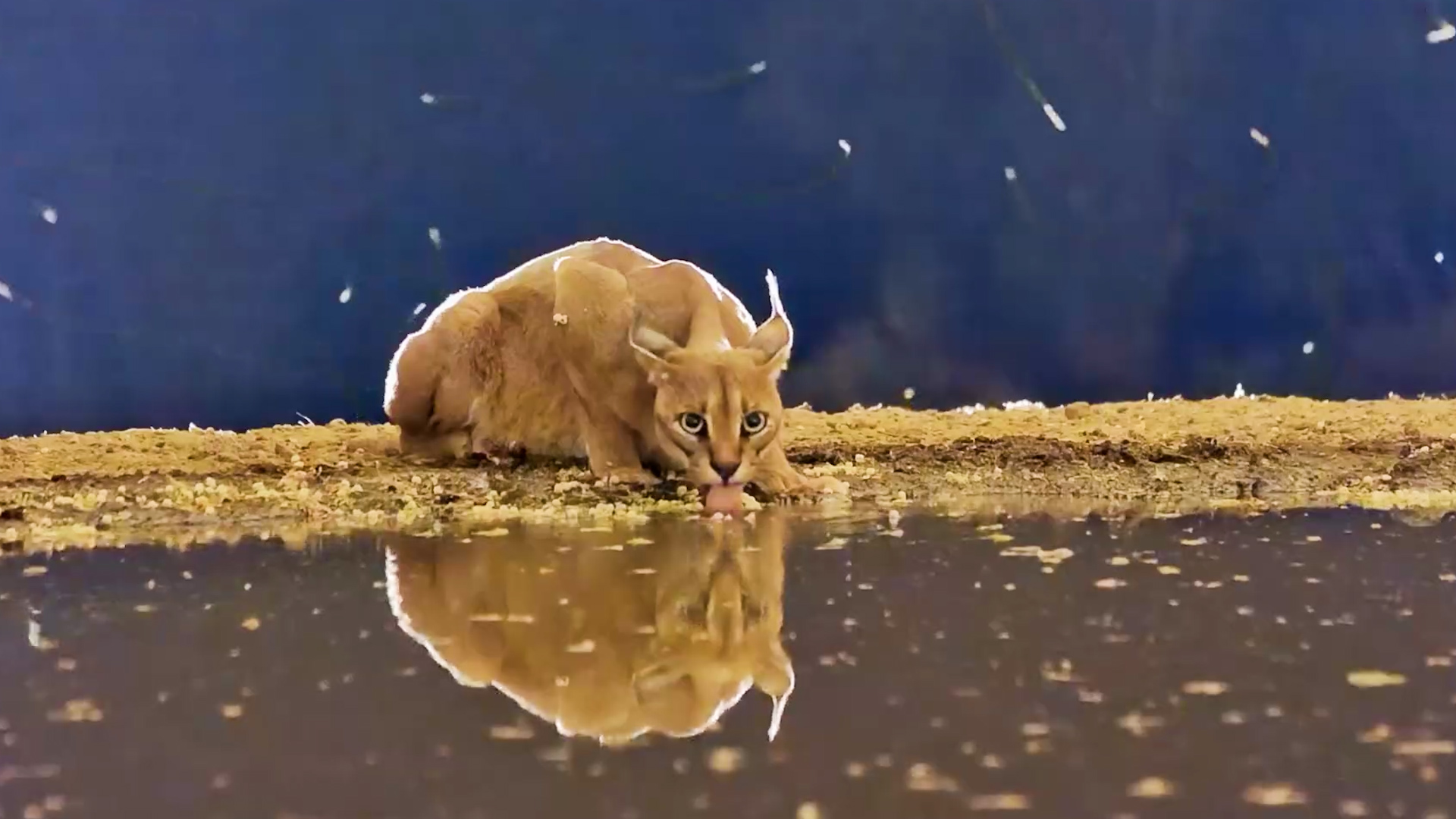Caracal Drinks Right in Front of the Hide