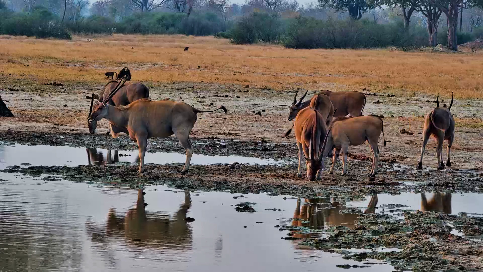 Eland Herd Arrives for an Afternoon Drink