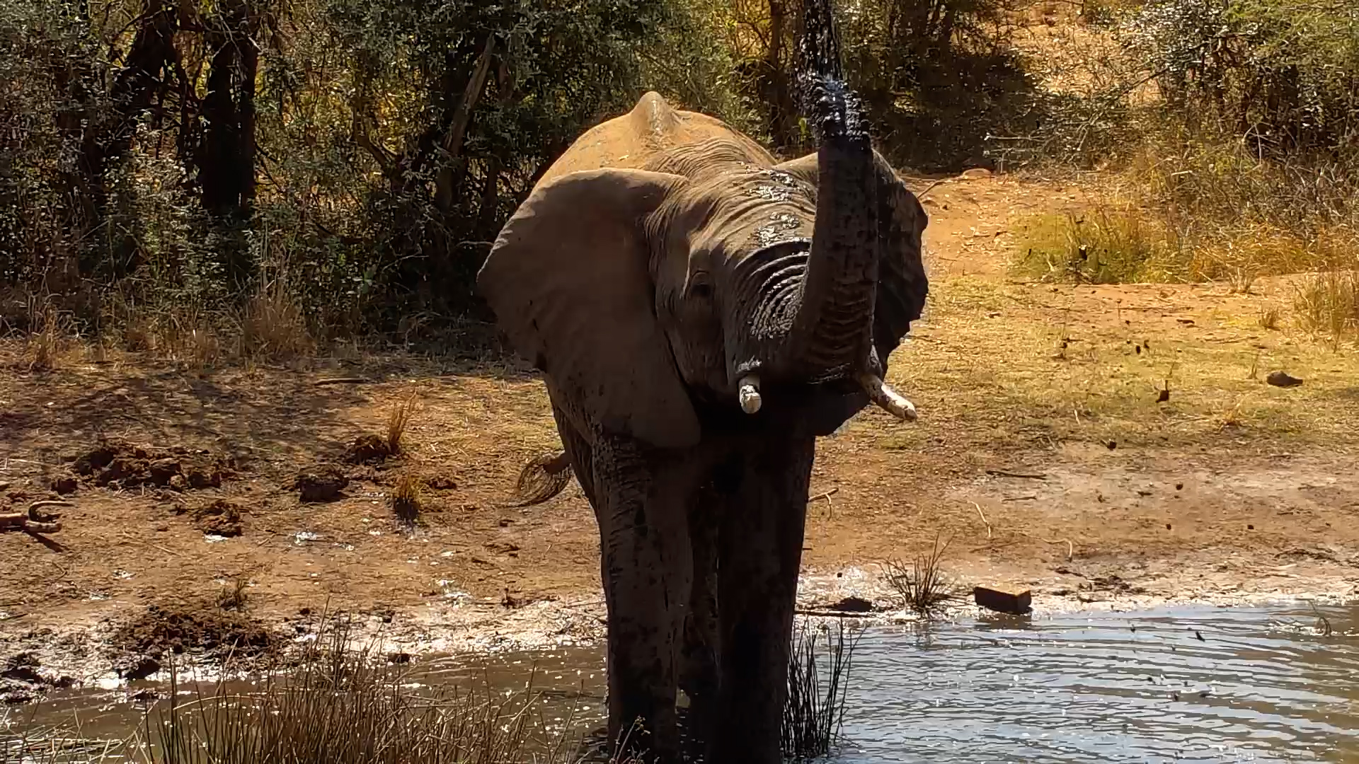 Elephant Enjoys the Ultimate Hot-Day Cool Down