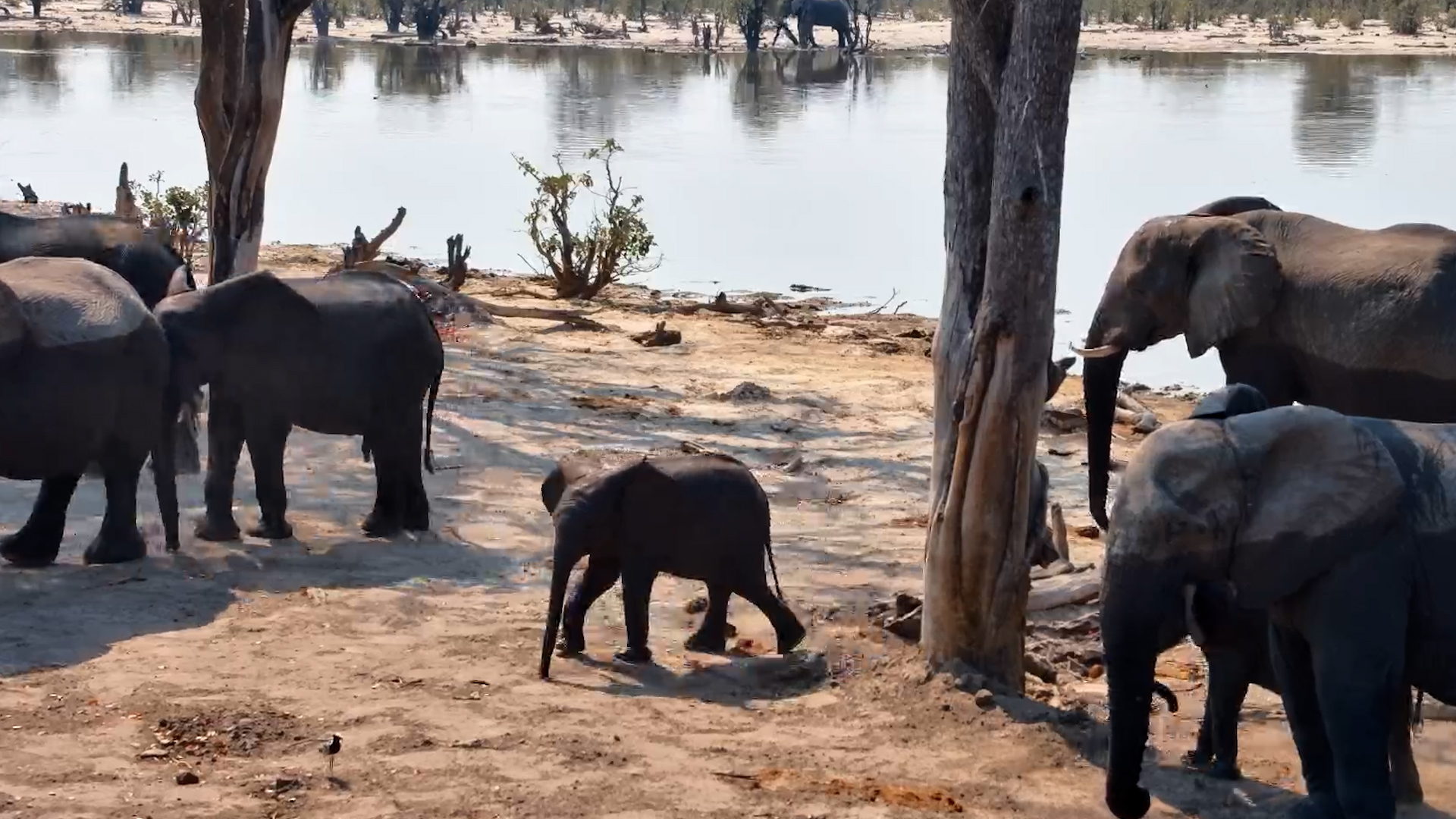 The Baby Elephant Life Looks Pretty Good