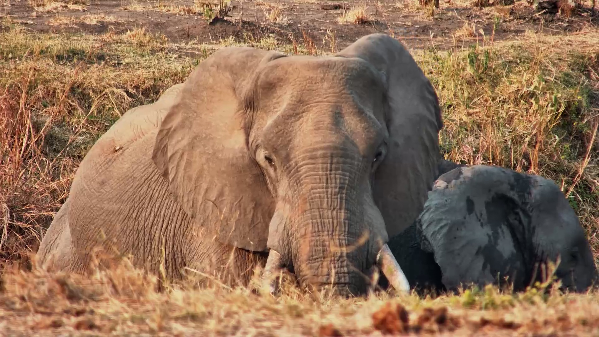 This Elephant Is Seriously Fighting the Afternoon Nap