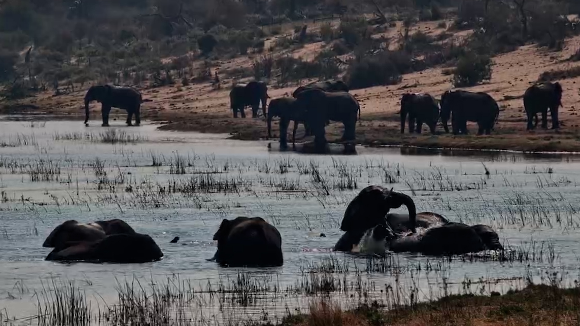 Elephants Go for an Afternoon Swim at Moela!