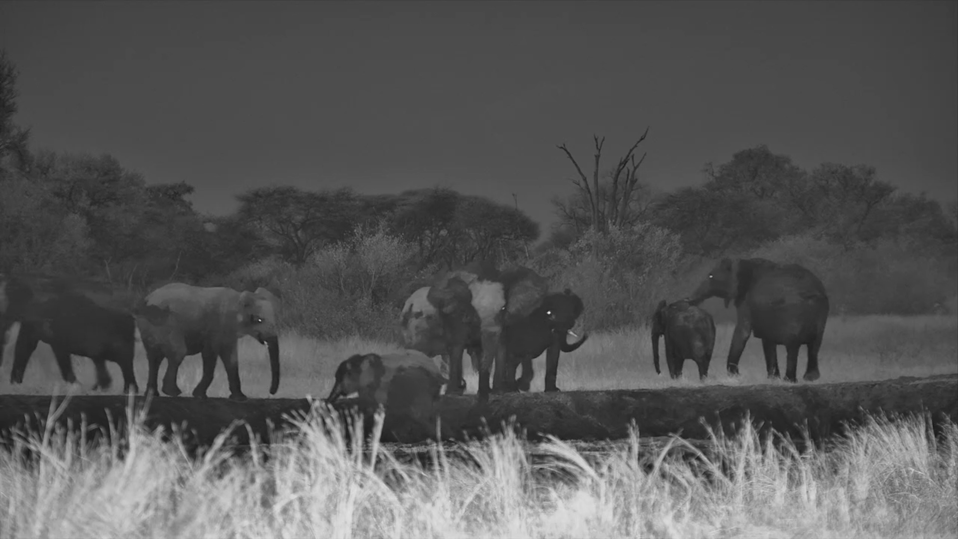 Elephants Have a Full Spa Session After Dark