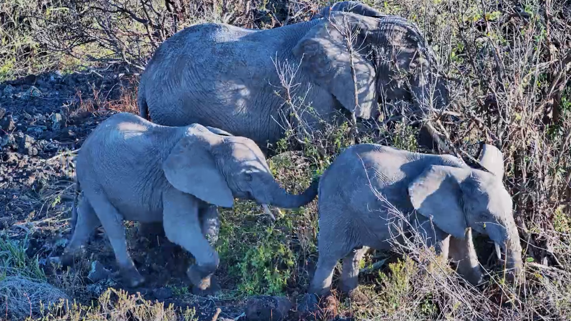 Elephants Enjoy an Afternoon Feast at Finch Hattons