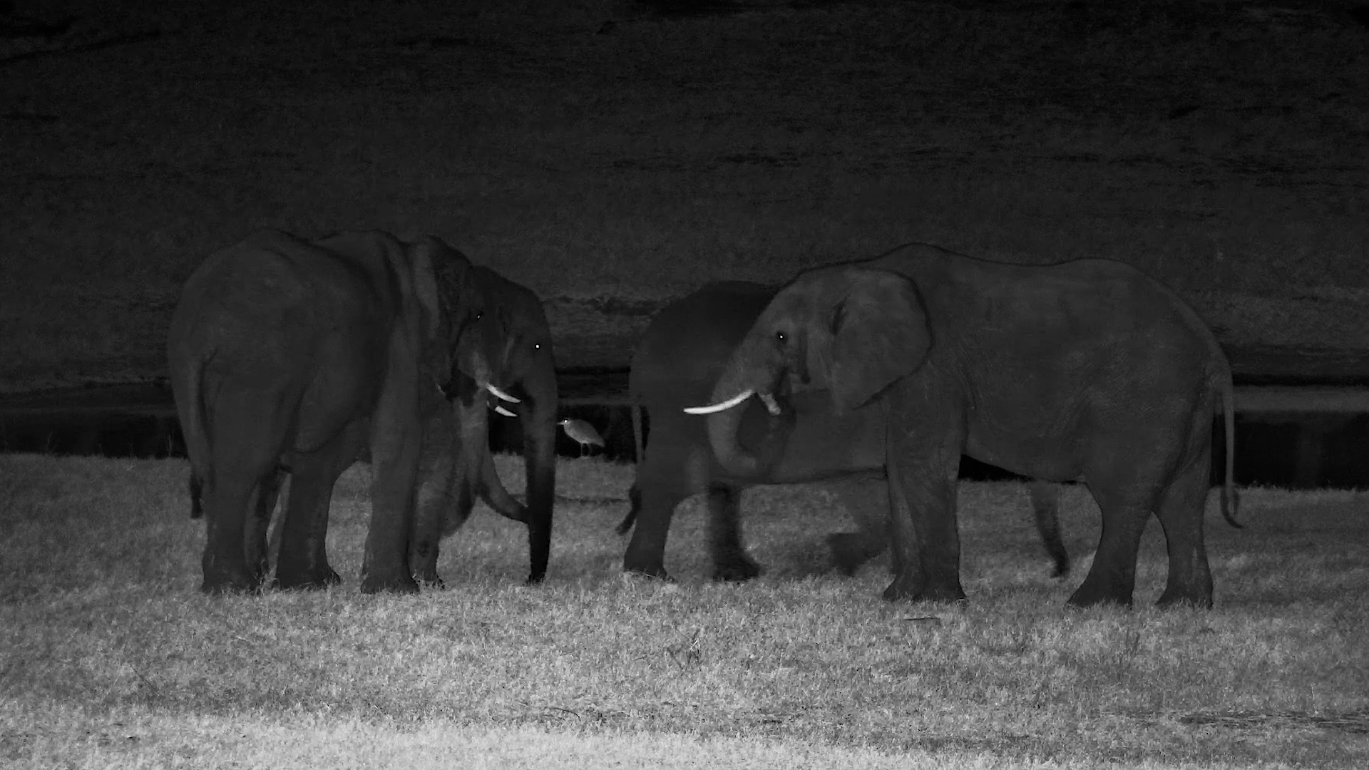 Elephant Puts the ENTIRE Salt Block in Its Mouth