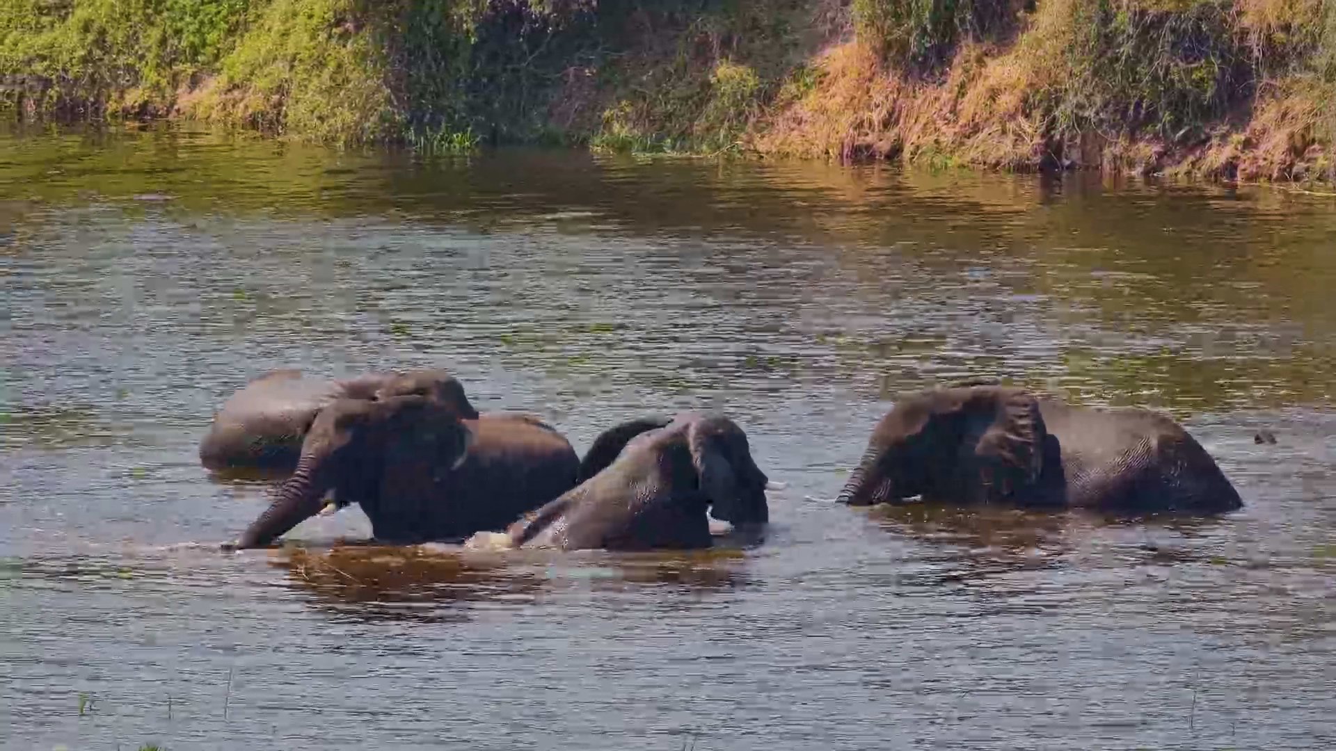 Elephants Turn the River Into Their Own Water Park