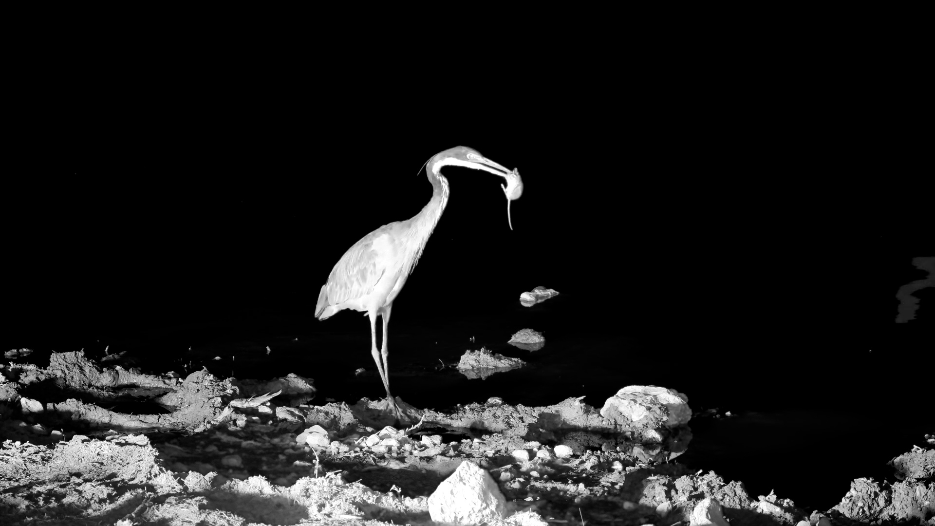 Heron Swallows an Entire Rodent WHOLE!