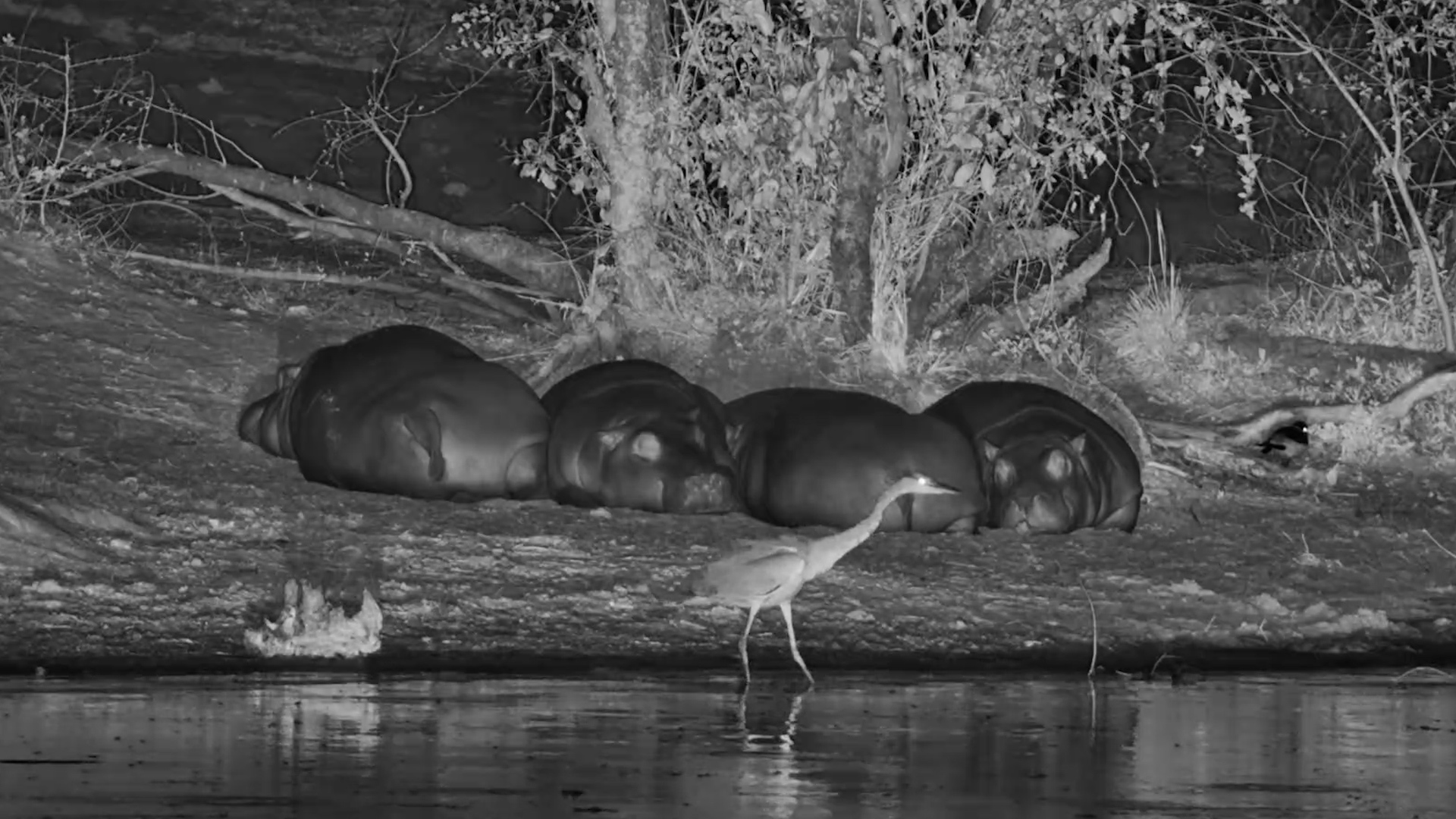 These Hippos Look Like They've Been Parked Here