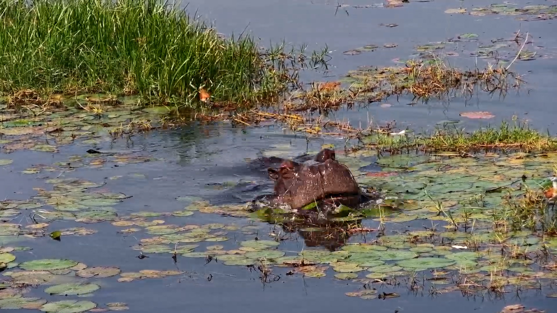 Jacanas Don't Seem Concerned About the Giant Head