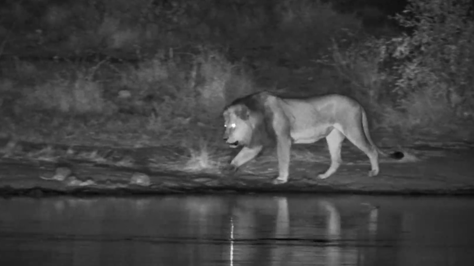 One Look at the Incoming Lion... And the Hyena Is GONE