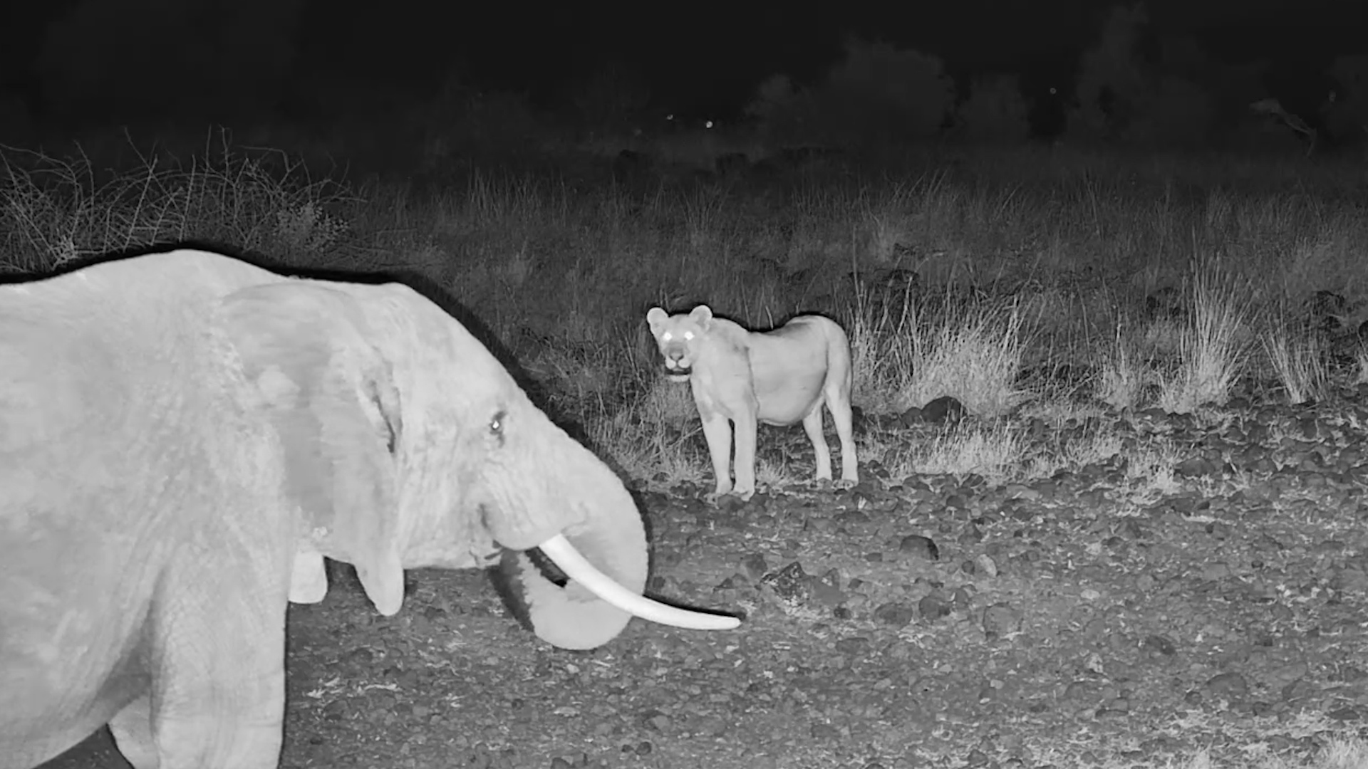 Lioness Tries to Slip Away... But the Elephant Spots Her
