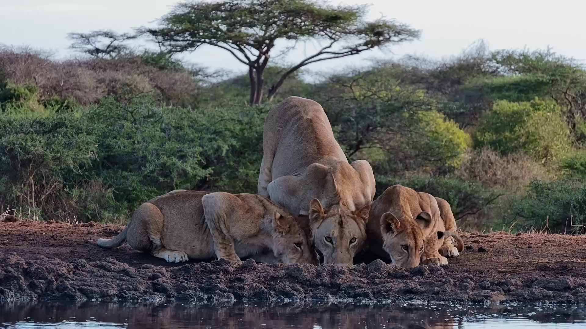 These Lions Look Like They've Had a VERY Big Lunch