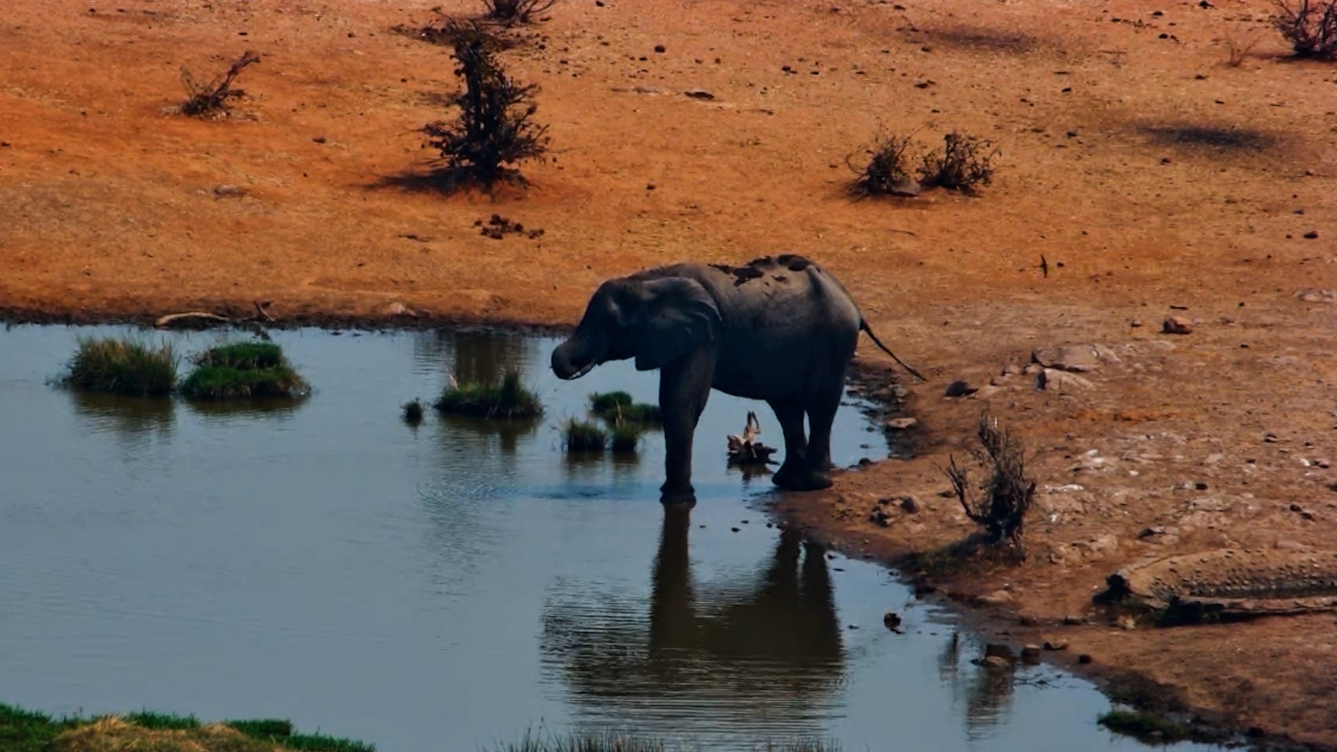 A Lone Elephant Enjoys a Peaceful Drink at the Waterhole