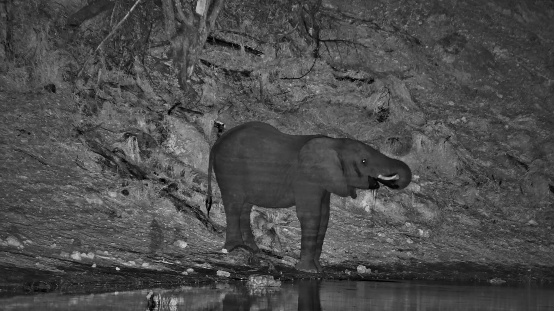 Elephant Makes a Quiet Midnight Stop at Meno a Kwena
