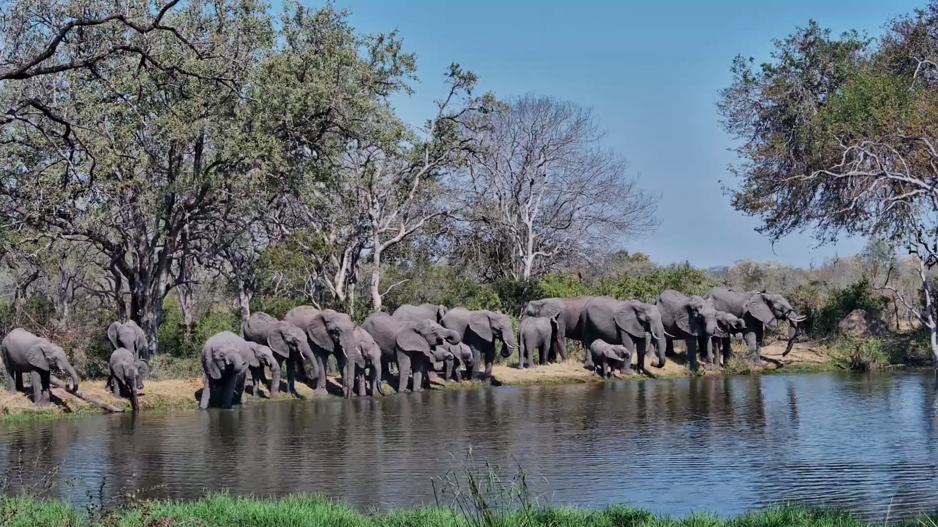 Look How Many Elephants Just Arrived at the Waterhole!