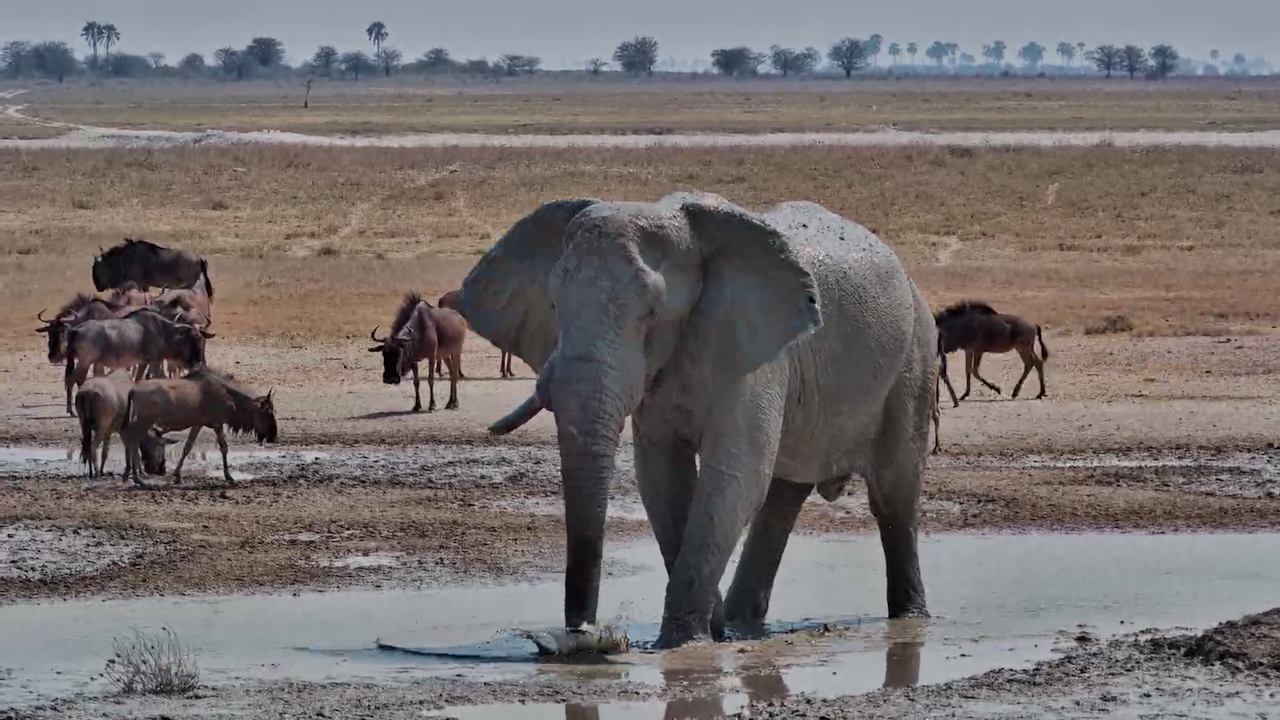 One Tusk, LOTS of Mud & One Happy Elephant