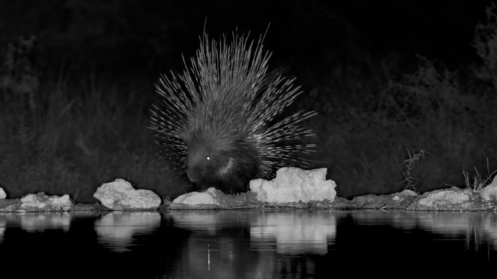 Porcupine Drinks With Its Defences on FULL Display!
