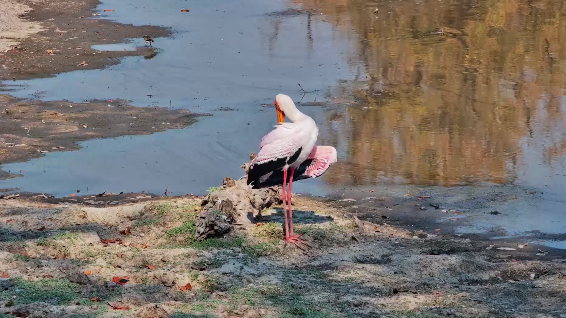 This Yellow-Billed Stork Is Looking Rather Pretty in Pink