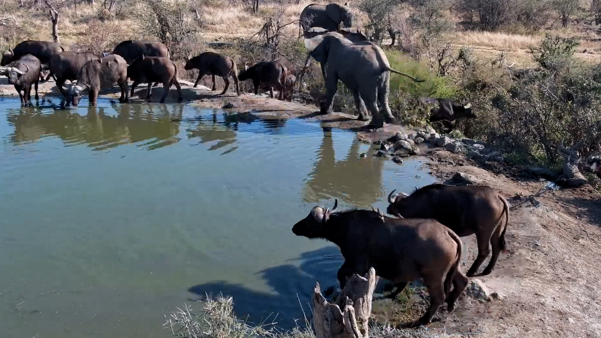 This Elephant Clearly Thinks He Owns the Waterhole