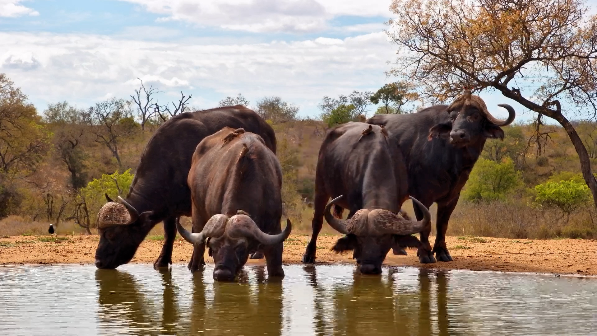Buffalo Herd Stops for a Drink at Kings Camp