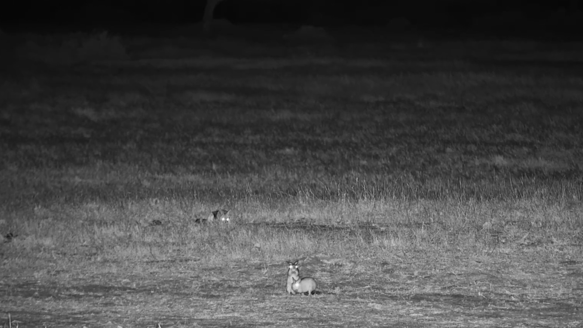 Spring Hares Have a Secret Admirer at Linkwasha