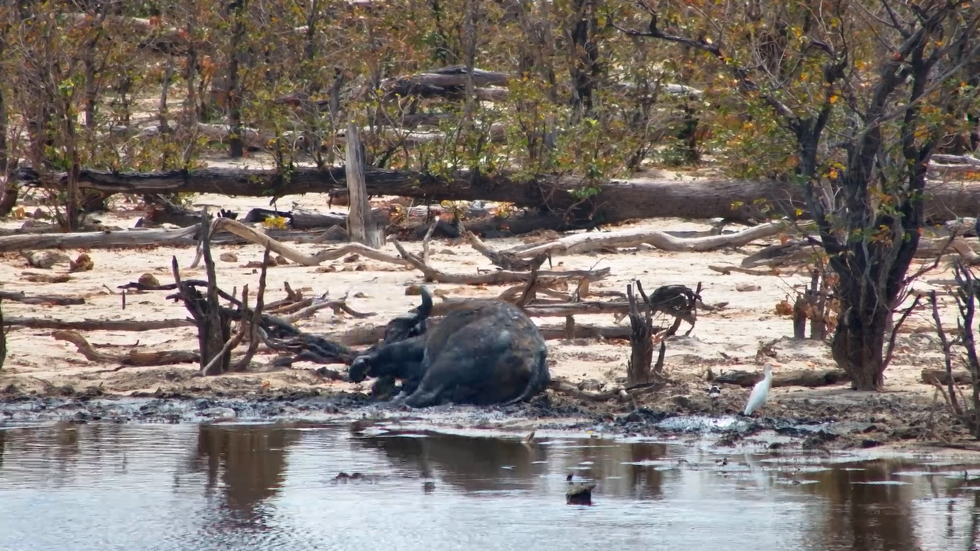 Buffalo Makes the Most of a Good Wallow