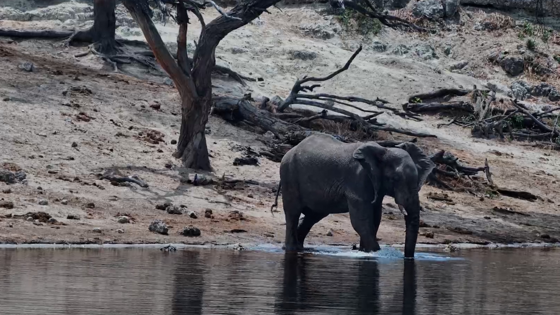 Elephant Turns a Drink Into a Splash