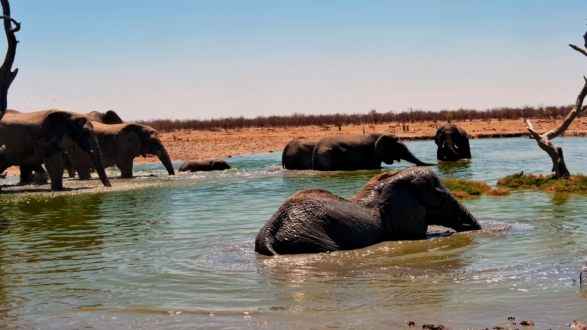 Elephants Beat the Heat at Safarihoek