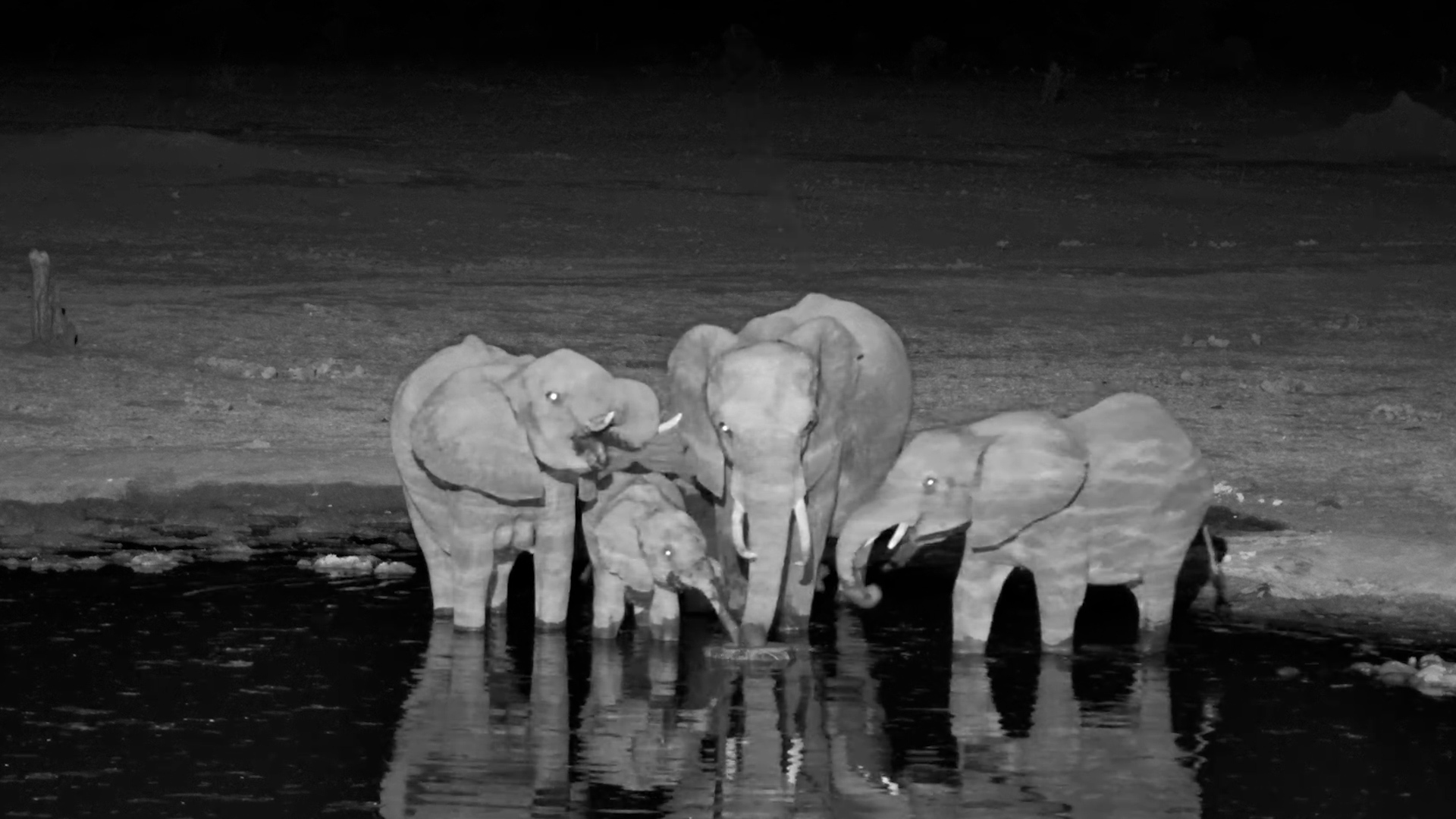 Little Elephants Join the Herd for a Drink