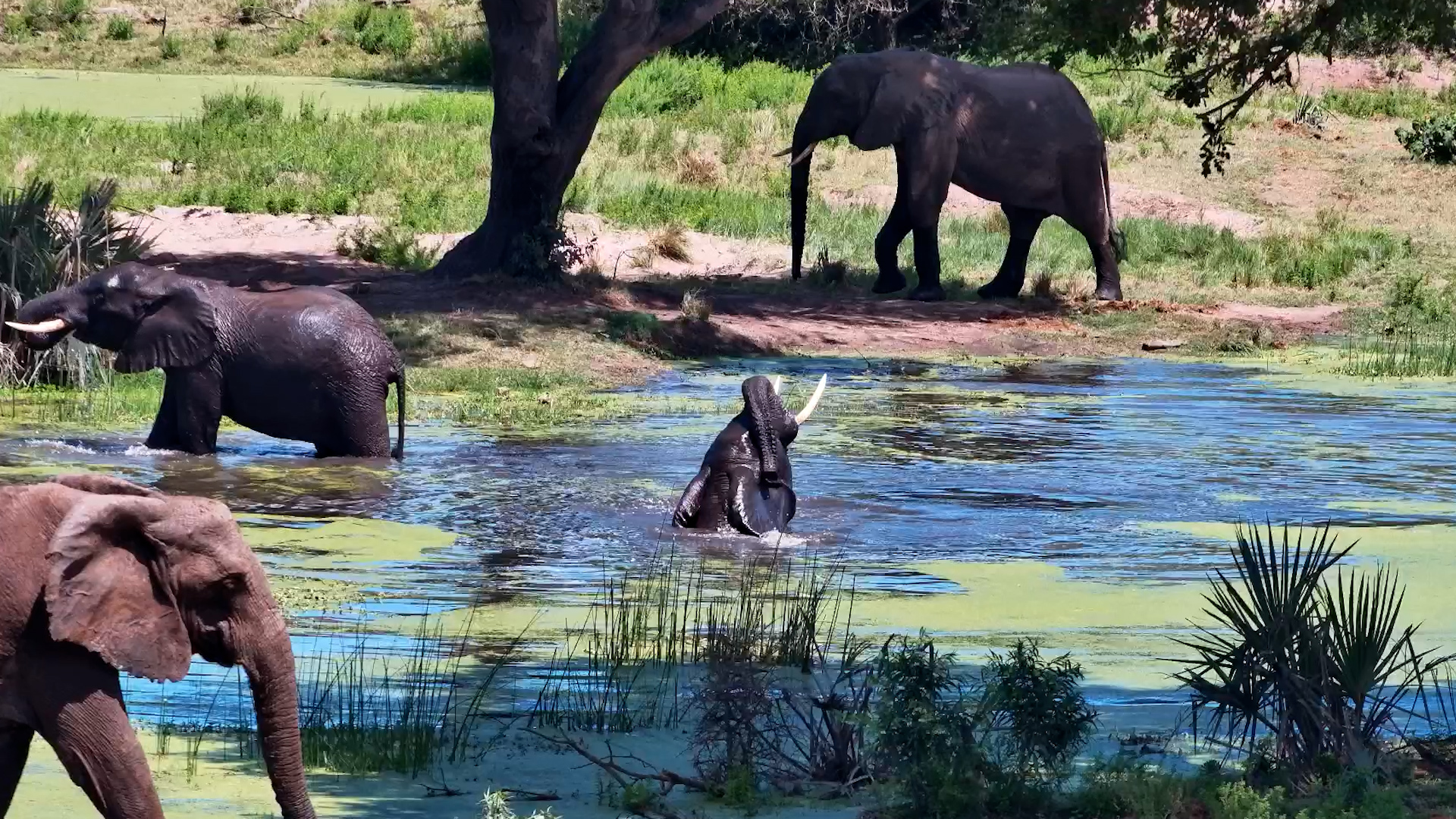 One Elephant Really Loves the Water