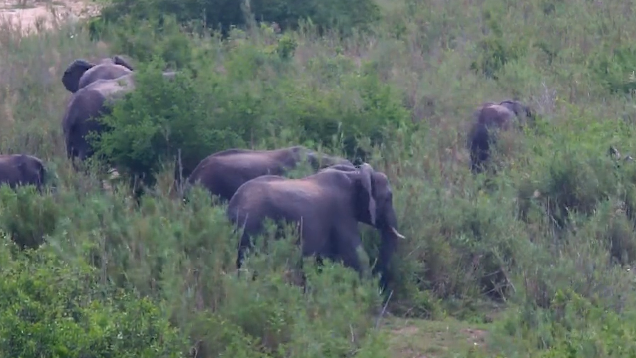 Elephant Herd Feasts Along the Riverbed