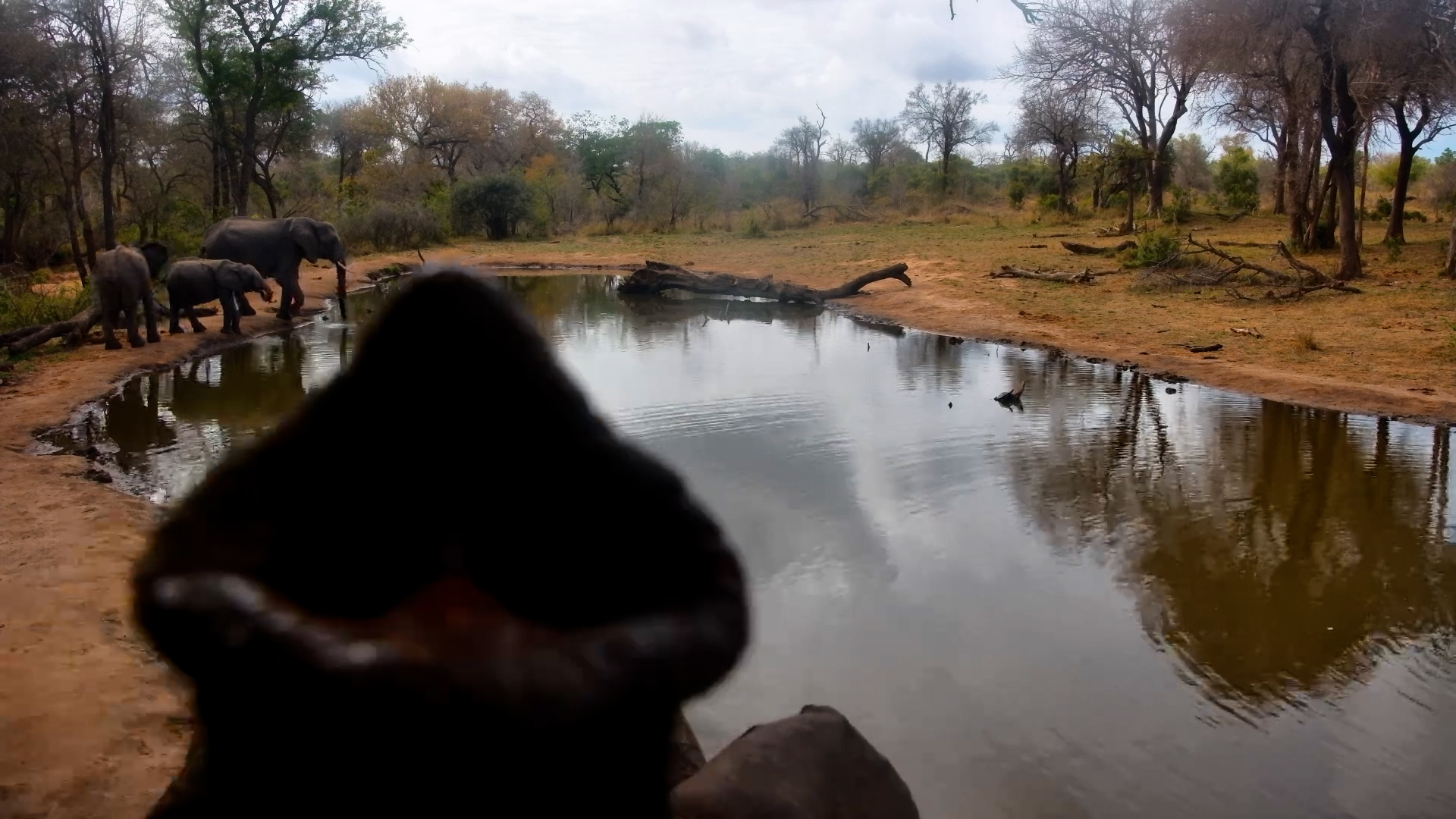 Elephant Gets a Little Too Close to the Camera