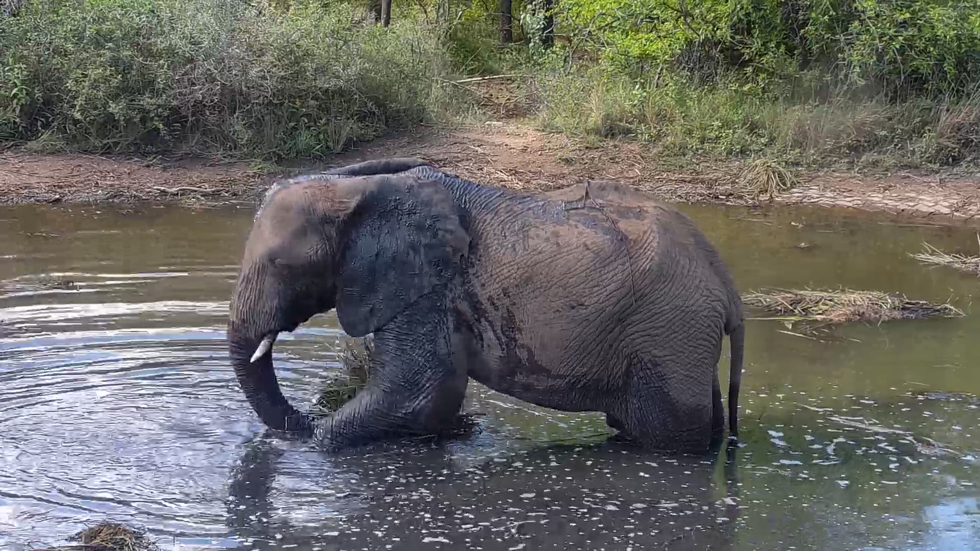 Elephant Has the Waterhole All to Himself