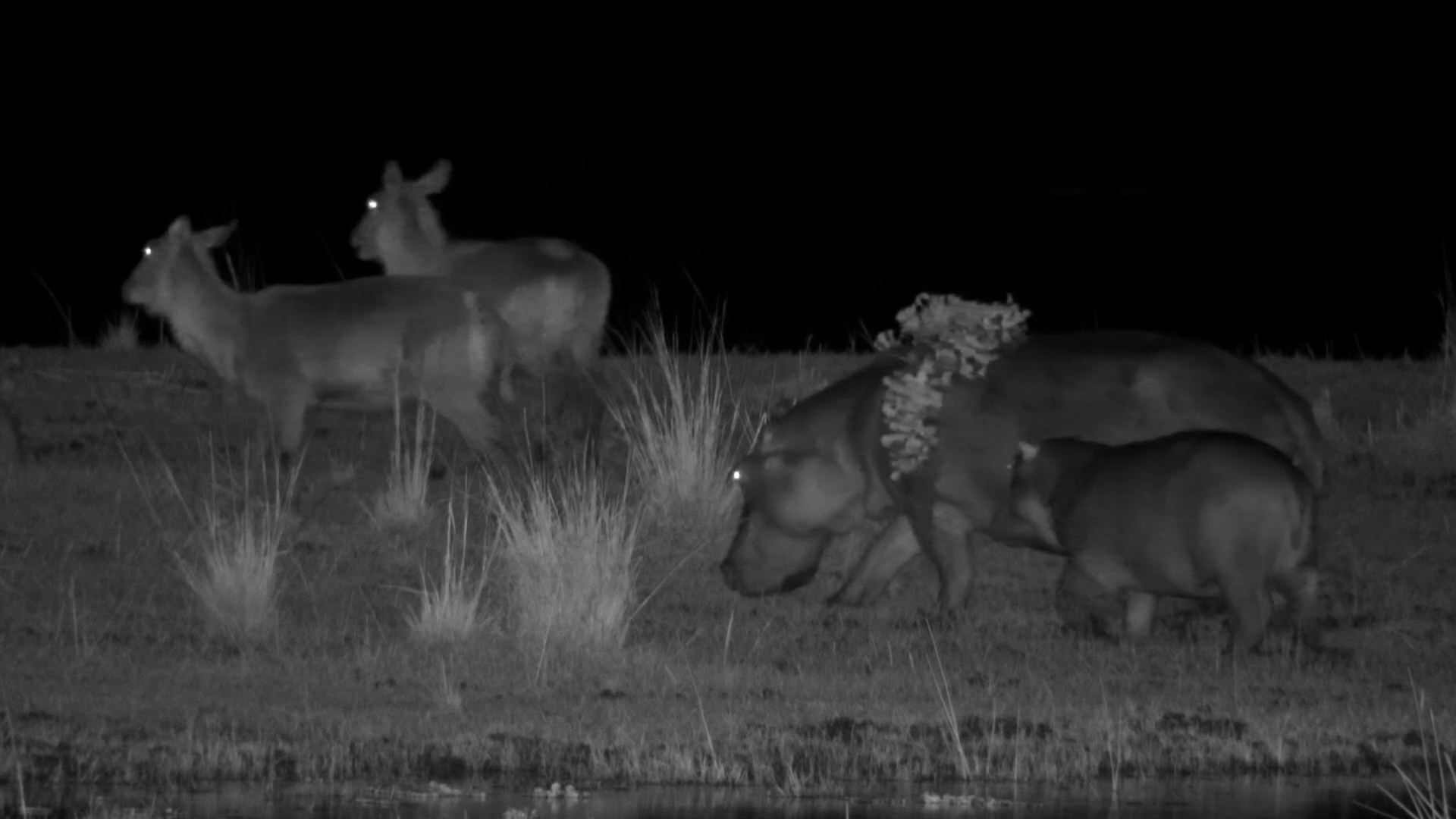 Hippo Tries Out a New Look at Tembo Plains