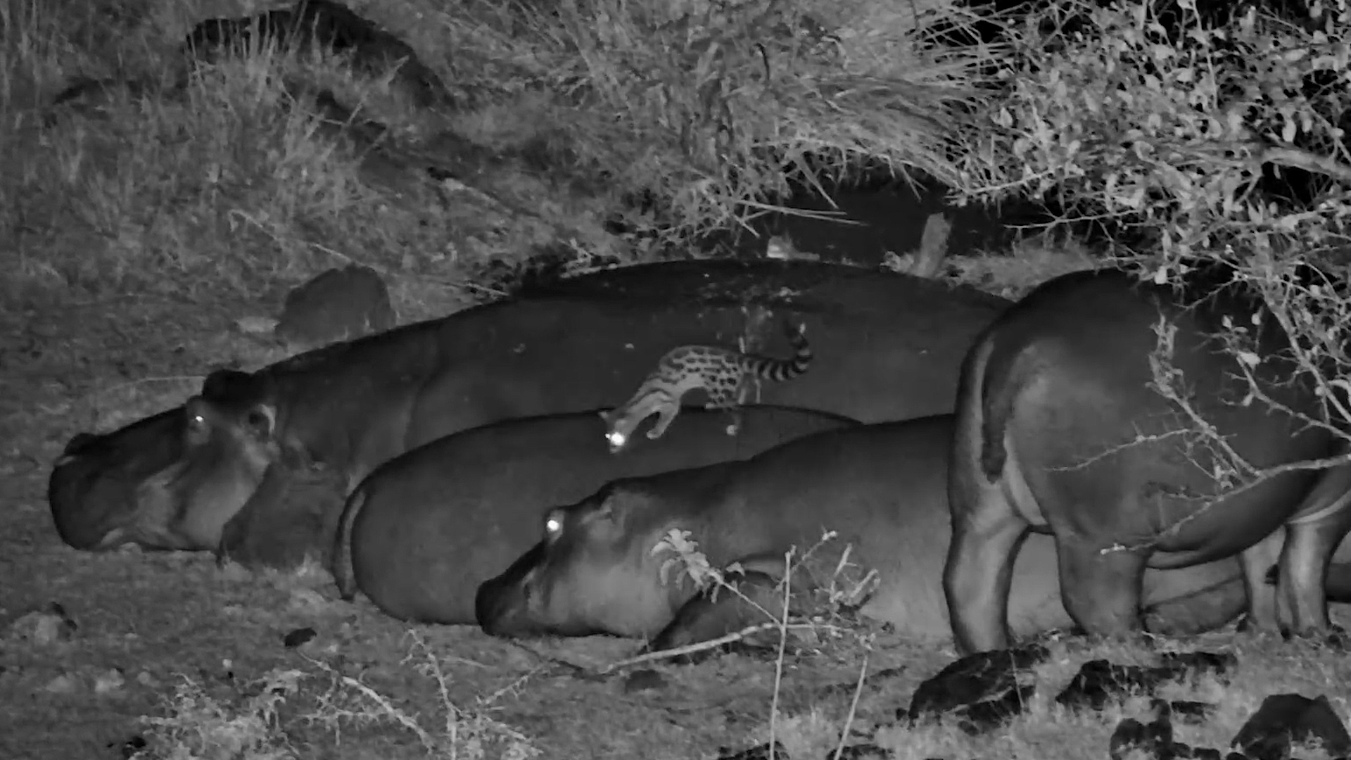 Genet Takes the Hippo Highway