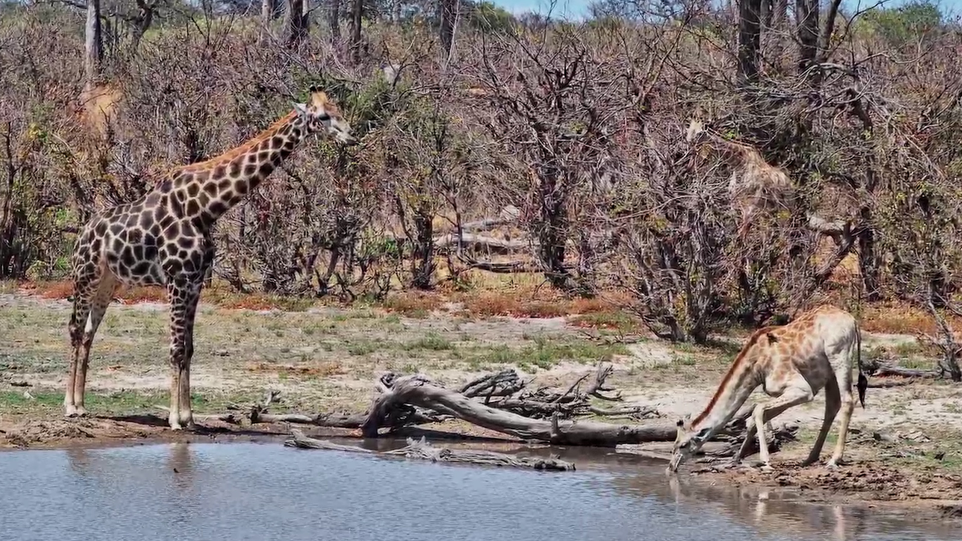Giraffes Bring the Little One Along to Twin Pan