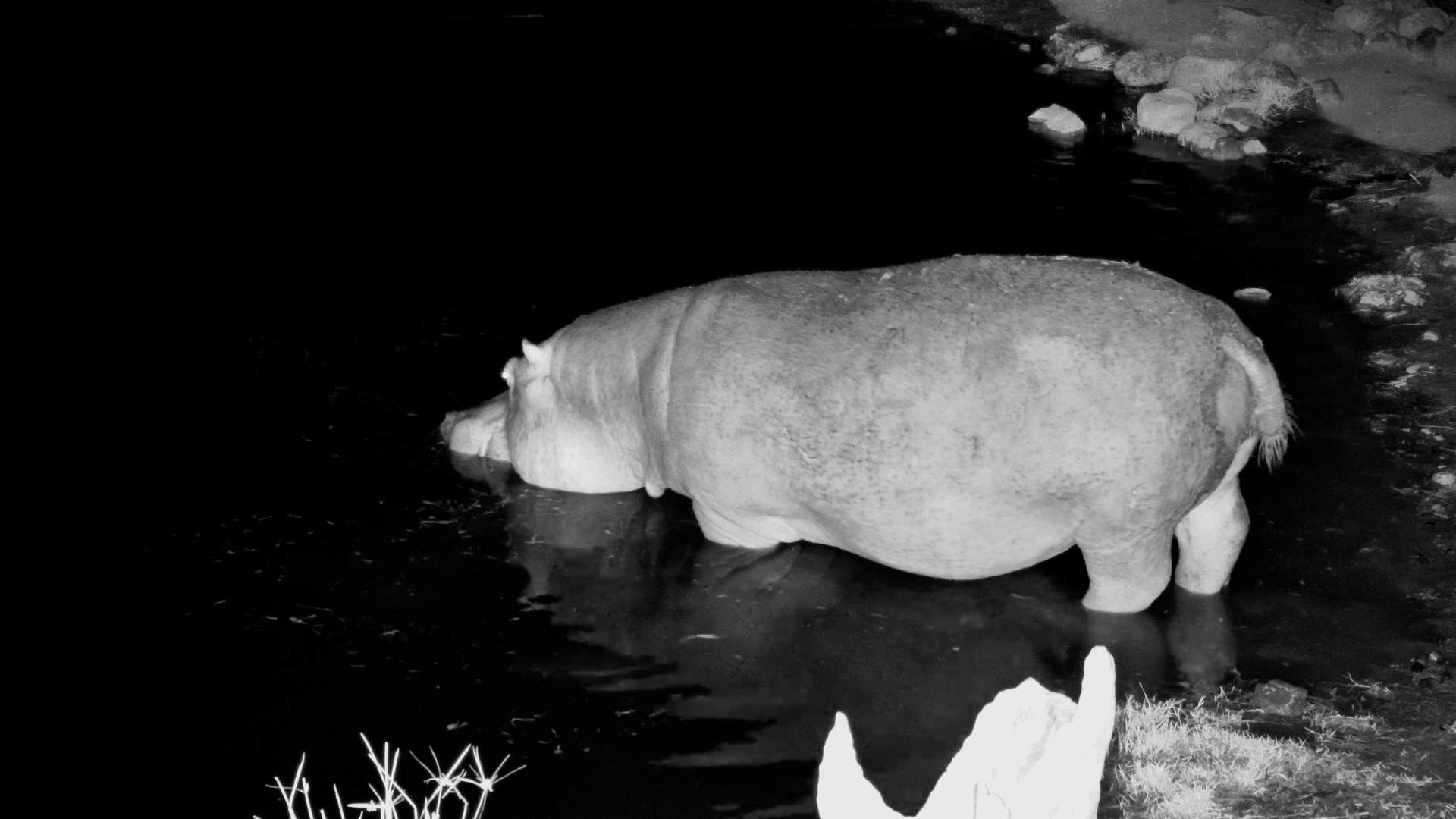 Hippo Pops In for a Quick Dip