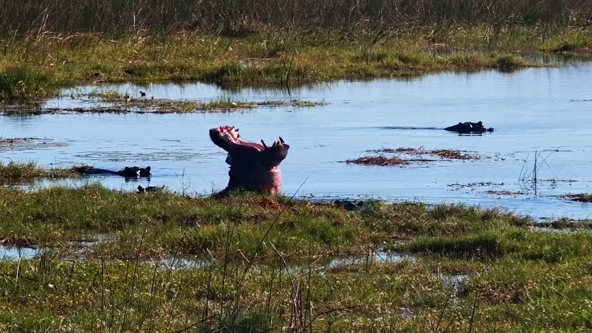 Hippo Grazes Across the Basin