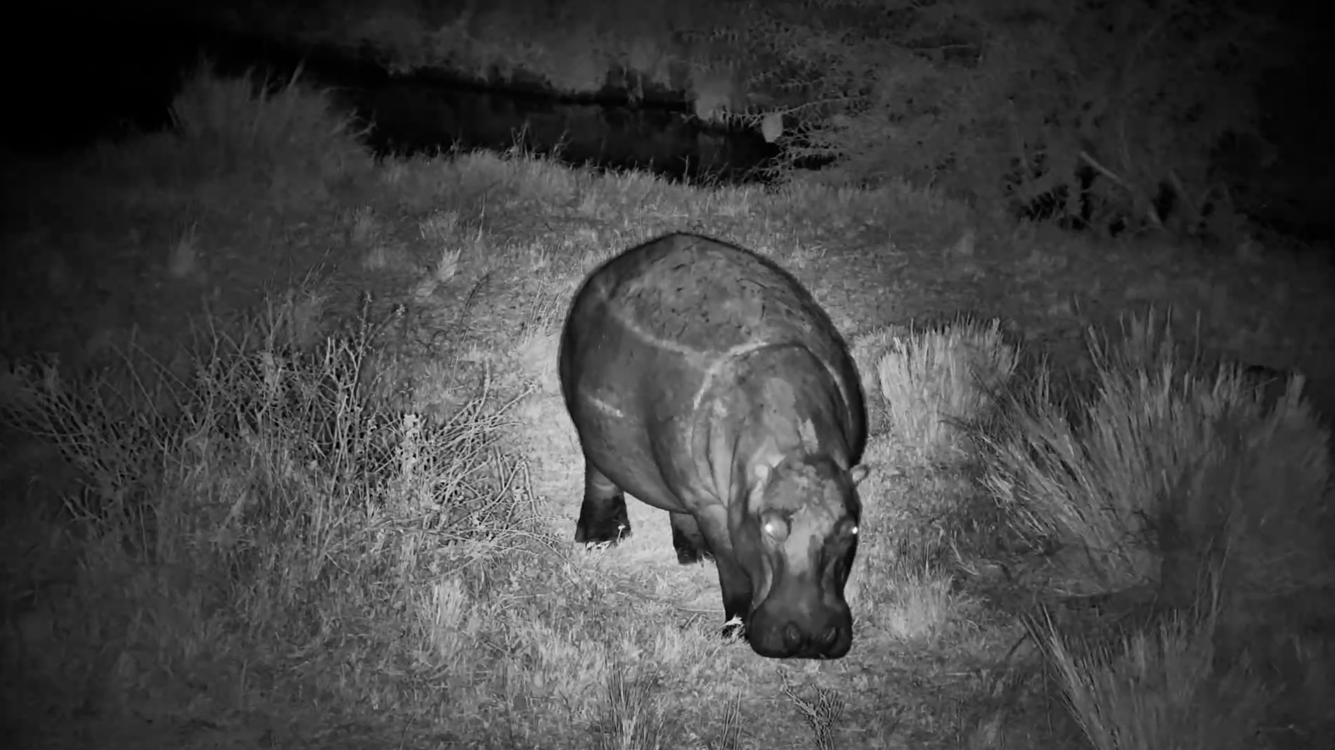 Hippo Heads Out for a Nighttime Feast