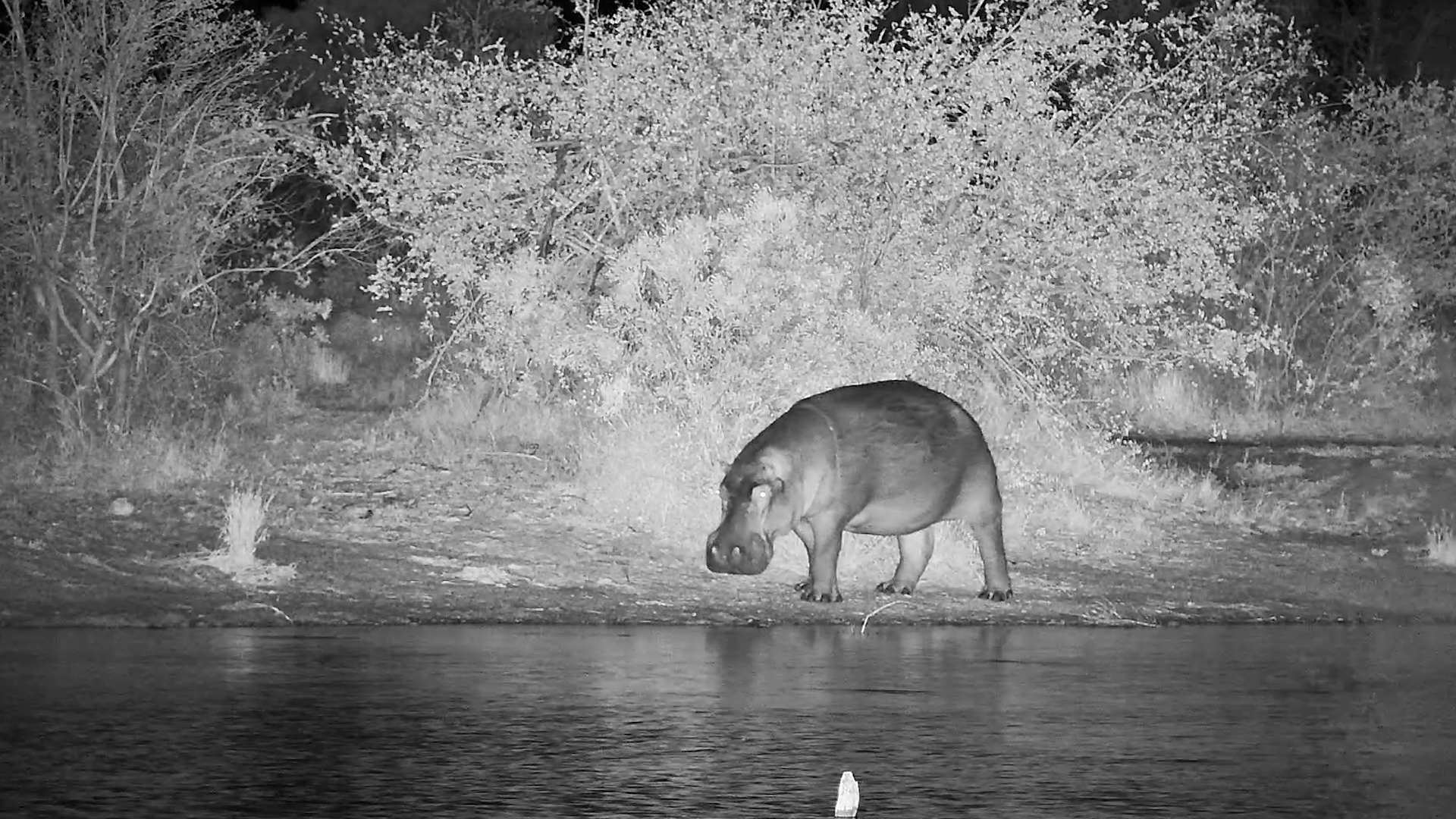 Hippo Takes a Stroll in the Rain