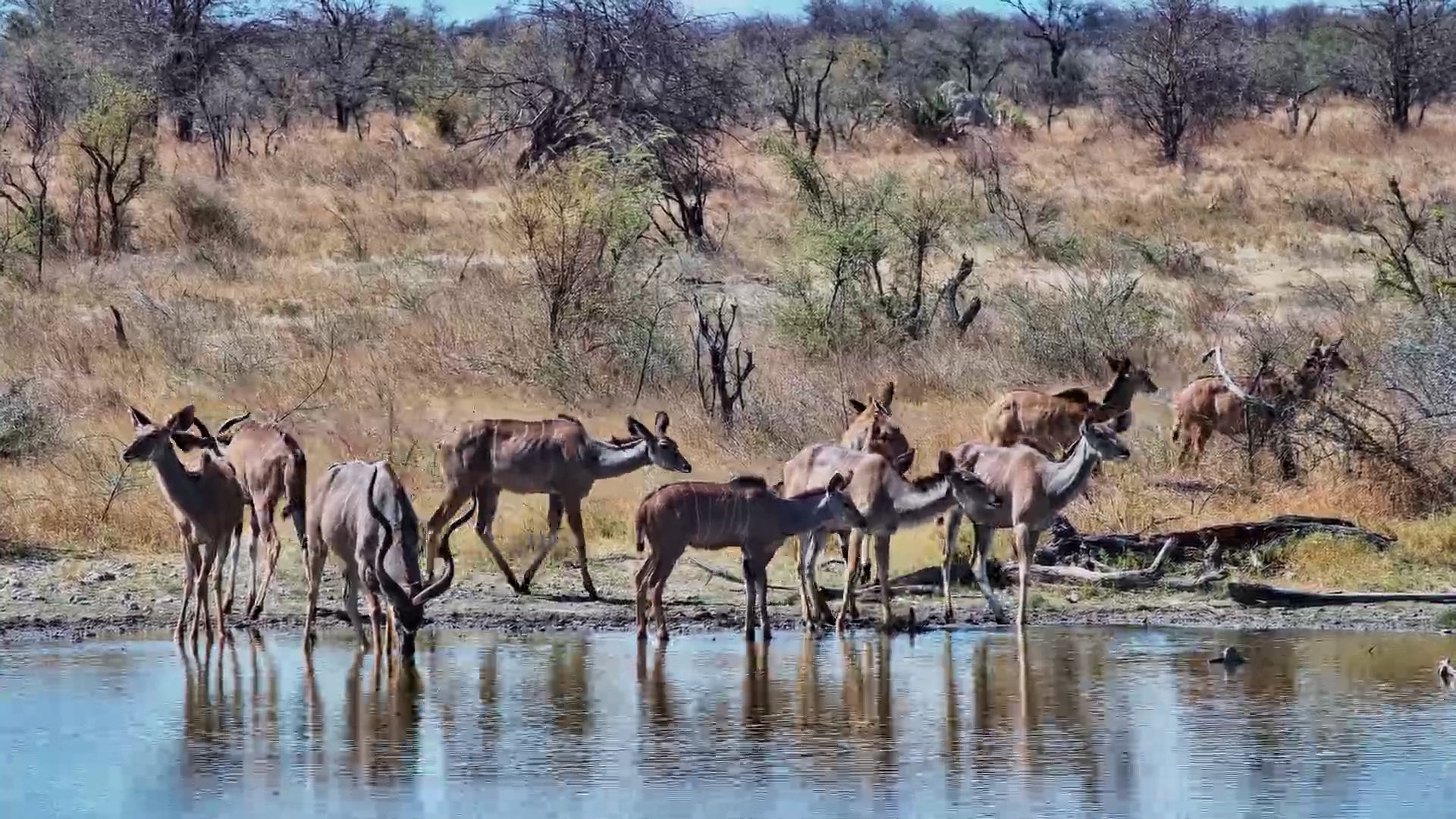 Kudu Herd Line Up At The Waterhole