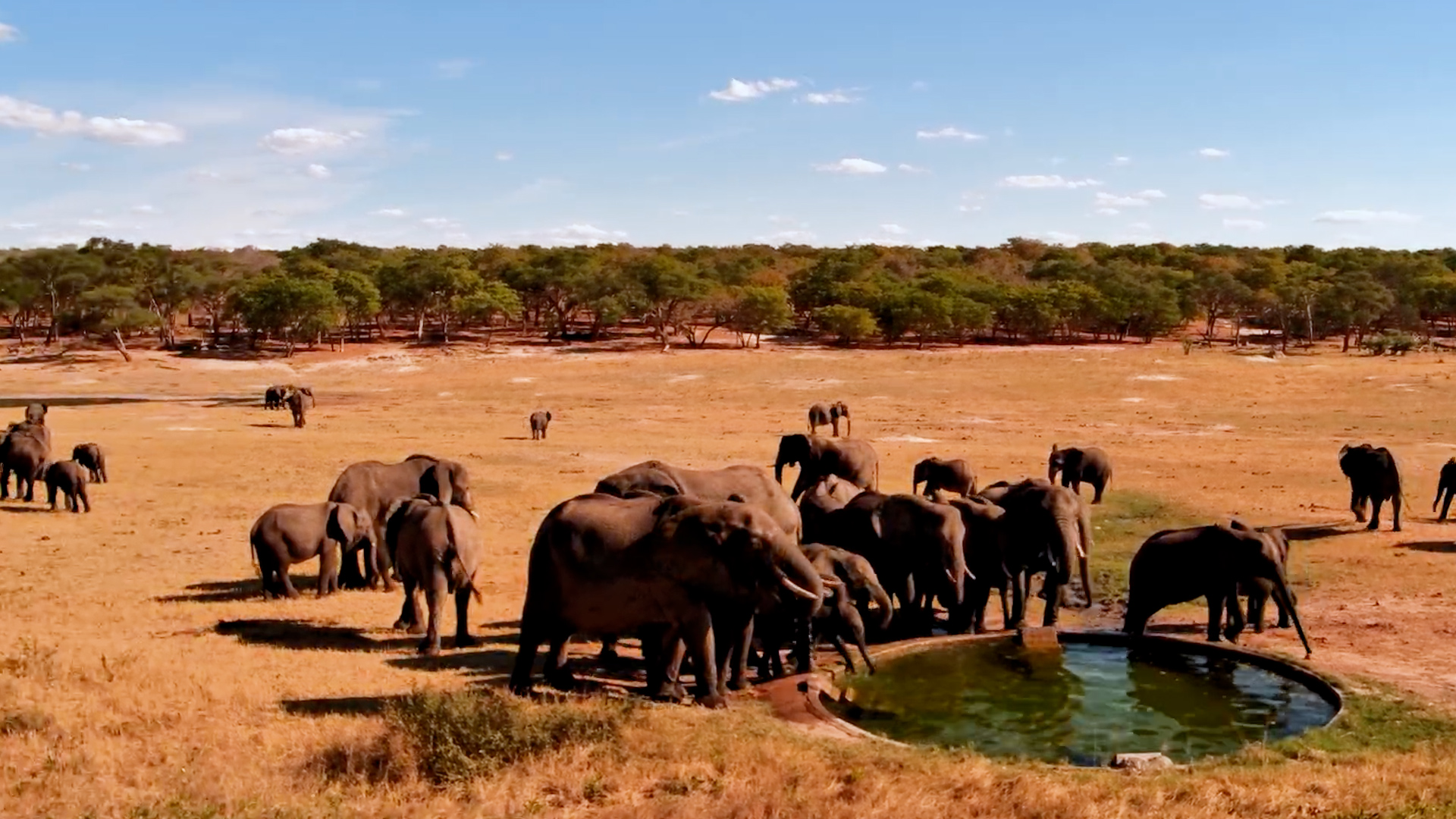 Elephants Arrive in Force at Hwange Waterhole
