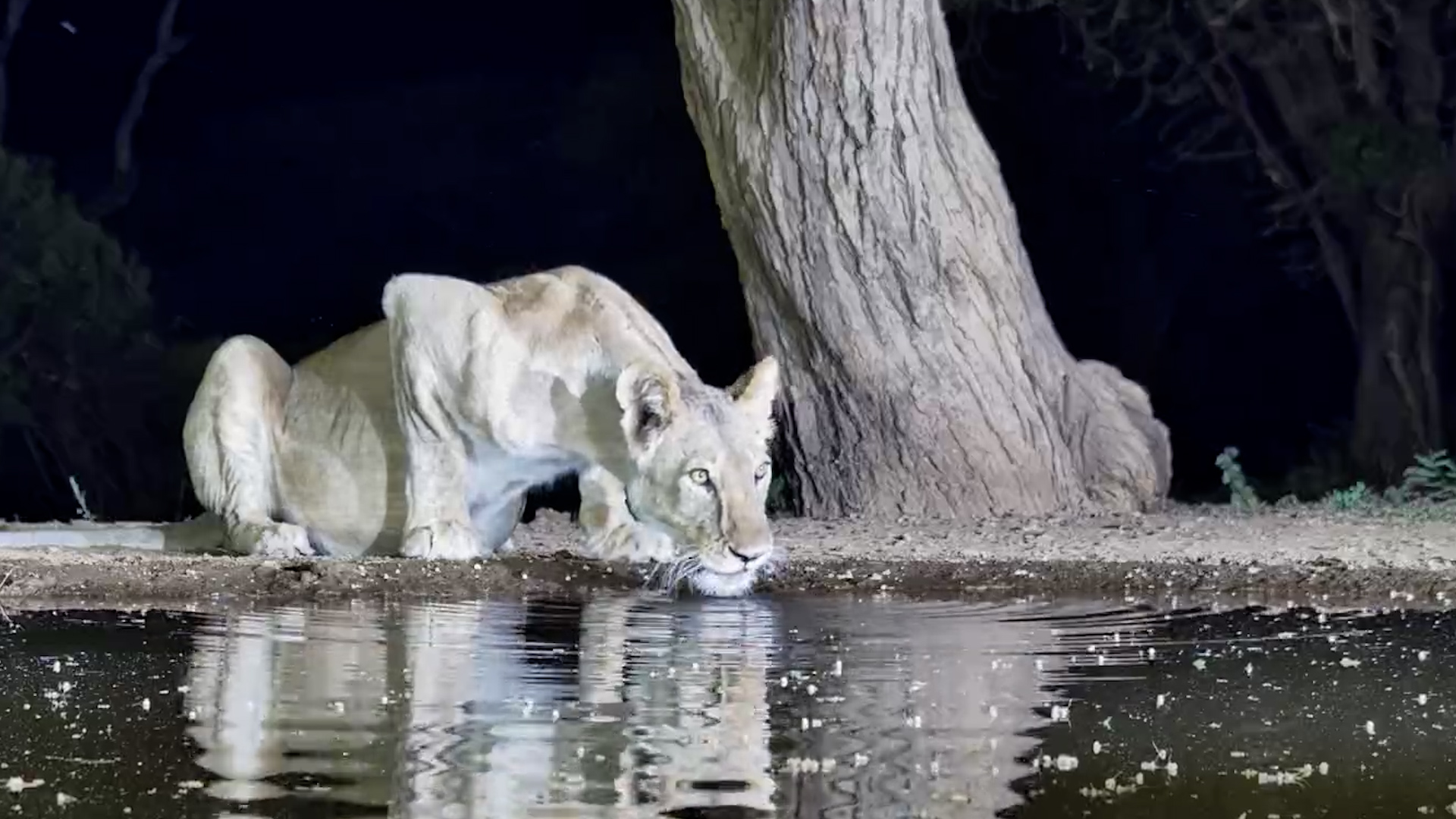 Lioness Stops for a Drink at Lentorre