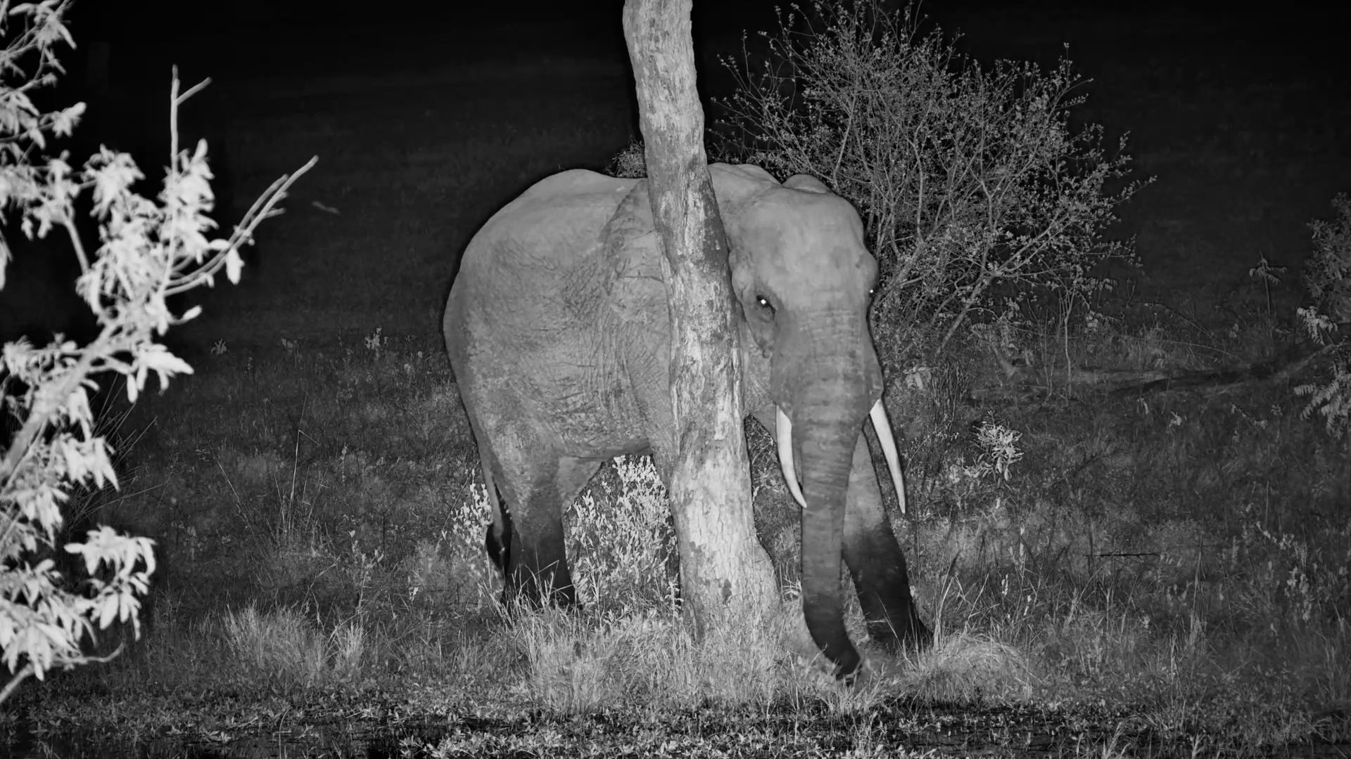 Elephant Settles In for a Feed at Roy’s Dam