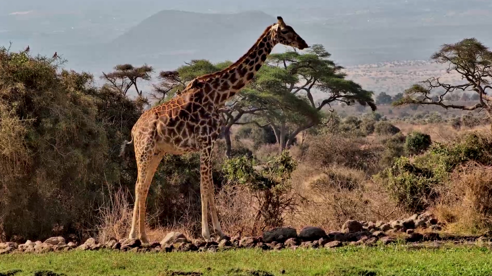 Giraffe Makes the Long Reach for a Drink at Tortilis