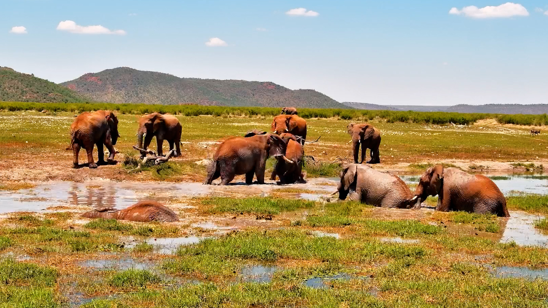 Elephants Turn Mud Bath Time Into Playtime