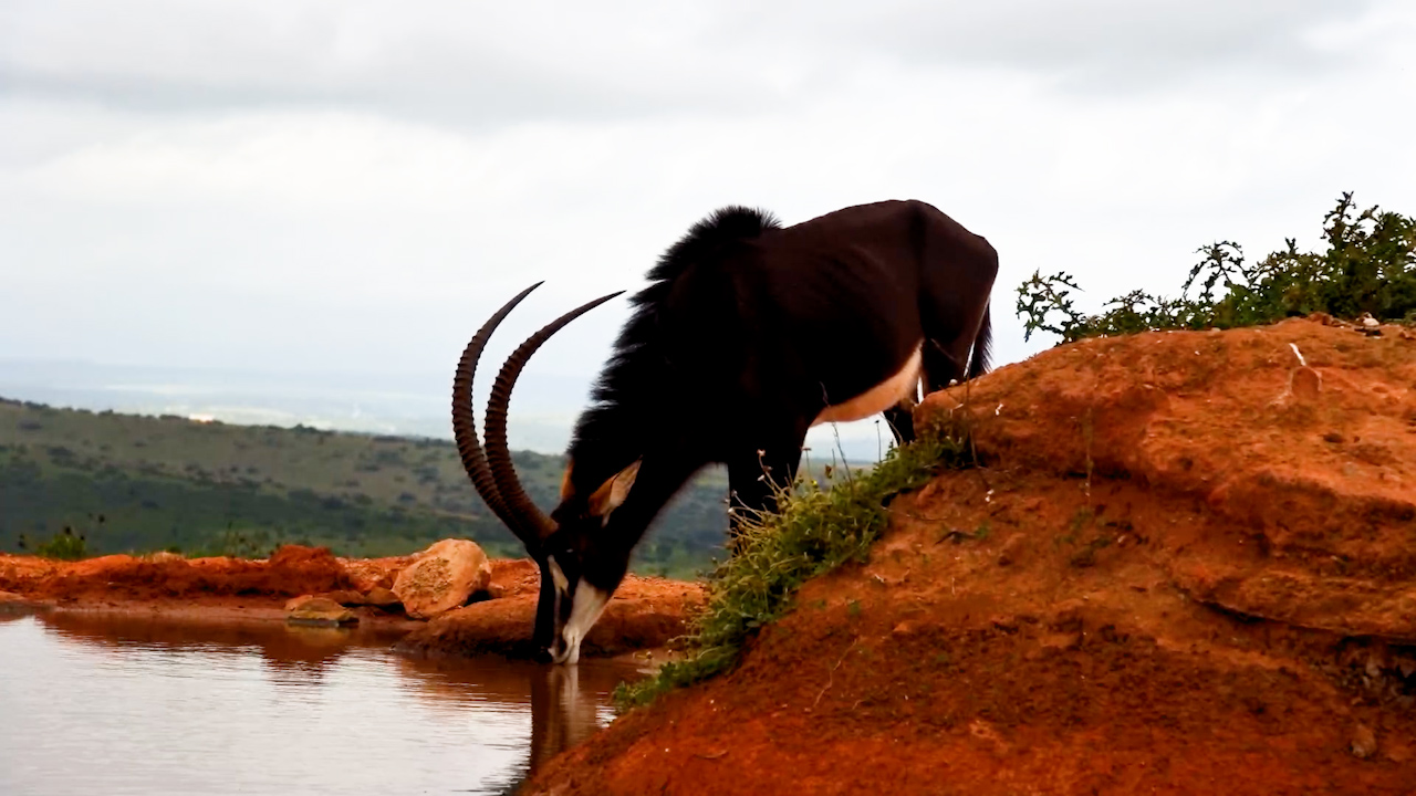 Sable Steals the Scene at the Waterhole