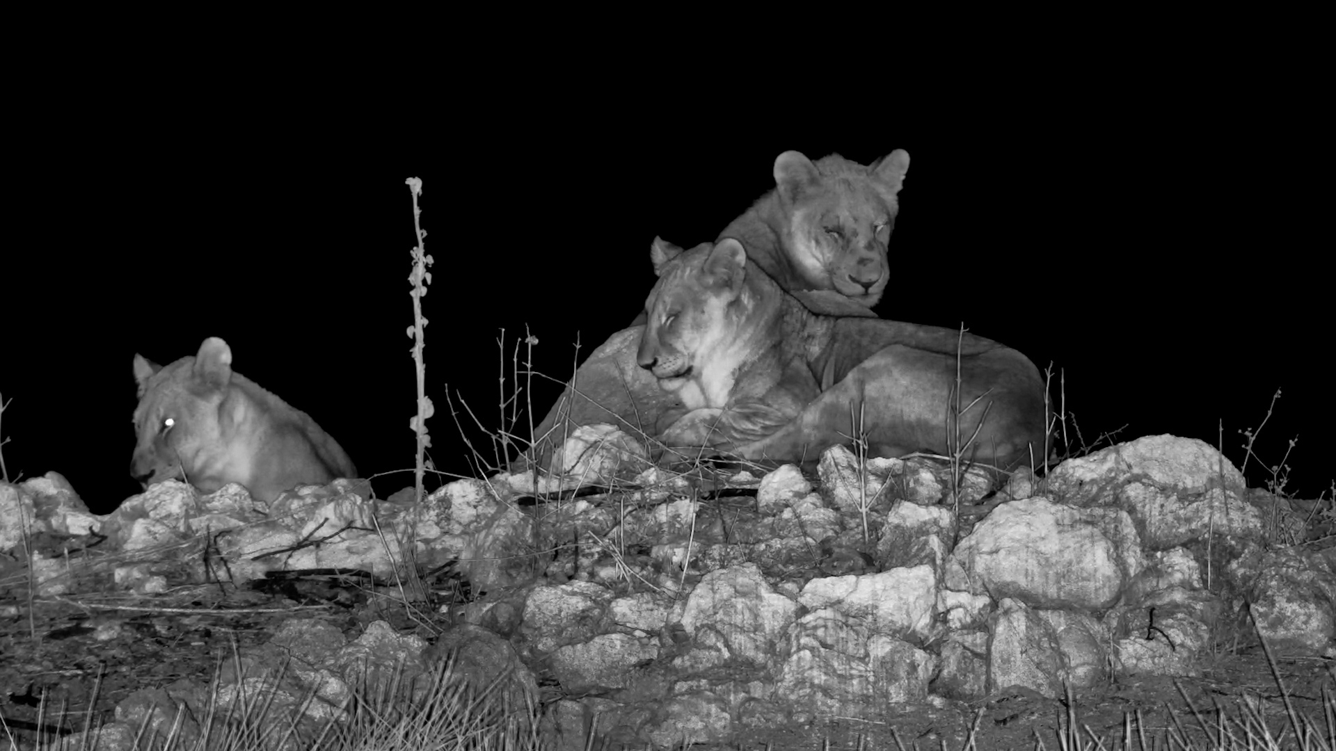Lions Settle Down Beside the Water
