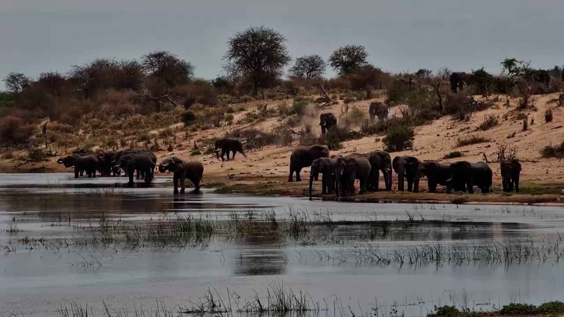 Elephant Herd Gathers at Moela