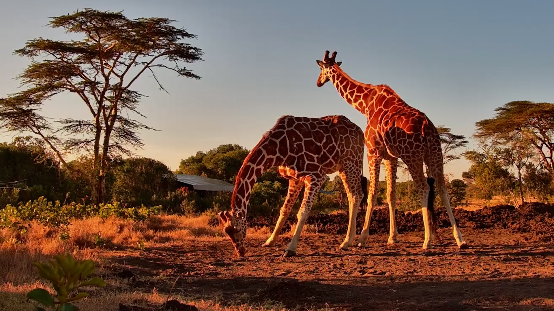 Giraffes Go Searching for Something Salty